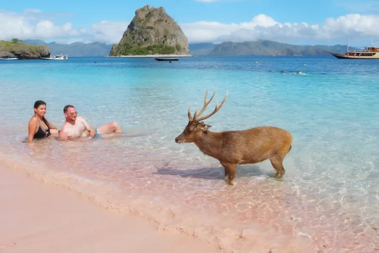 Komodo Cruise | Komodo Island | Share Trip Komodo | Private trip Komodo | Tour Komodo | Phinisi